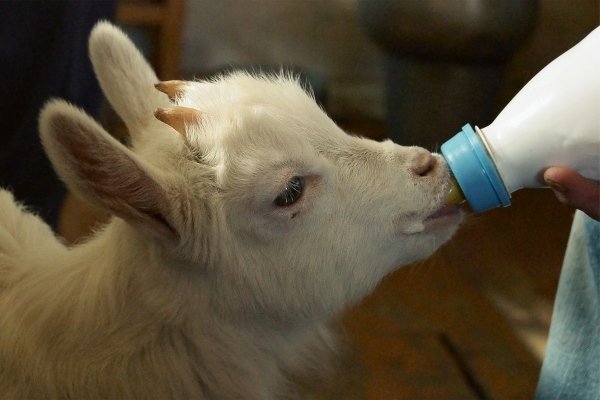 Годівля кролів з перших днів життя: правила, методи