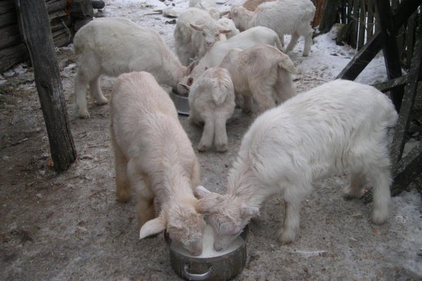 Годівля кролів з перших днів життя: правила, методи