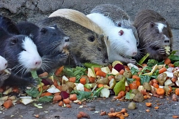 Годування нутрій в домашніх умовах: літній та зимовий раціони