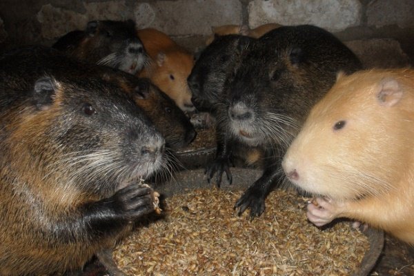 Годування нутрій в домашніх умовах: літній та зимовий раціони