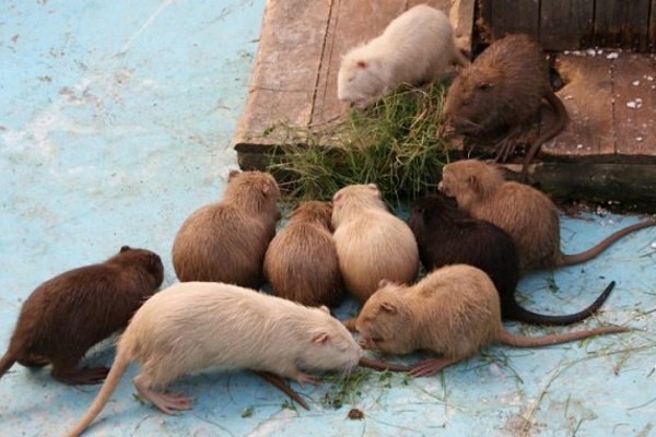 Годування нутрій в домашніх умовах: літній та зимовий раціони