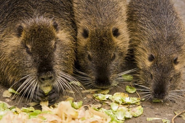 Годування нутрій в домашніх умовах: літній та зимовий раціони