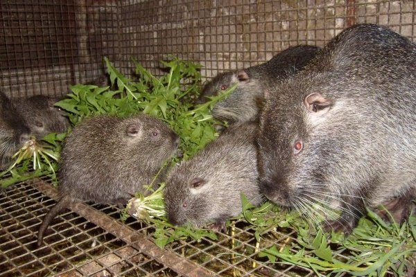 Годування нутрій в домашніх умовах: літній та зимовий раціони