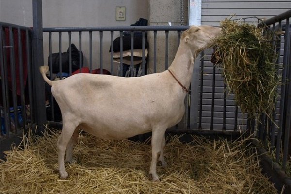 Кози Ламанча: опис породи з фото, правила розведення