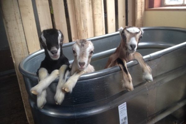 Кози Ламанча: опис породи з фото, правила розведення