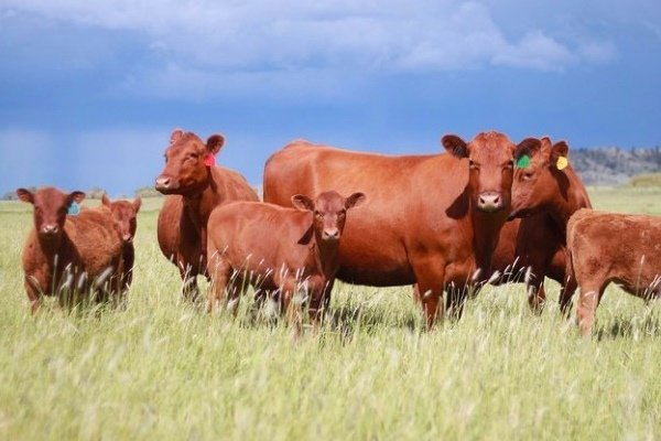 Червона степова порода корів: характеристика, зміст, плюси, мінуси та відгуки