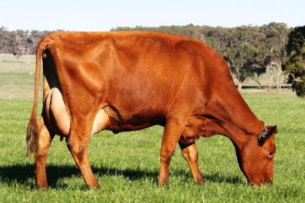 Червона степова порода корів: характеристика, зміст, плюси, мінуси та відгуки