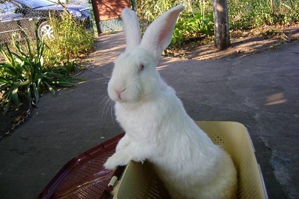 Кролик Білий велетень: опис породи, фото, продуктивність, зміст, відгуки Кролик Білий велетень: опис породи, фото, продуктивність, зміст, відгуки