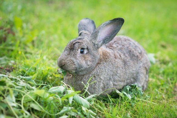 Кролик Радянська шиншила: опис породи, фото, відгуки, утримання та розведення