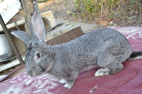 Кролики мясних порід: як вибрати, види, особливості і опис порід Кролики мясних порід: як вибрати, види, особливості і опис порід