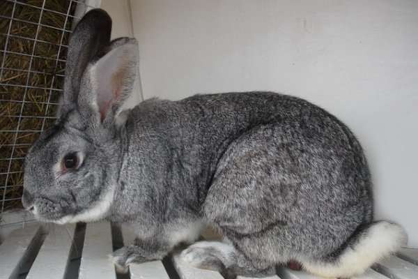 Кролики мясних порід: як вибрати, види, особливості і опис порід Кролики мясних порід: як вибрати, види, особливості і опис порід