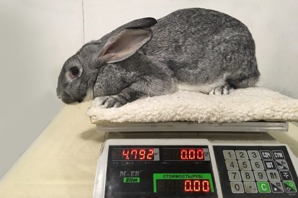 Кролики мясних порід: як вибрати, види, особливості і опис порід Кролики мясних порід: як вибрати, види, особливості і опис порід
