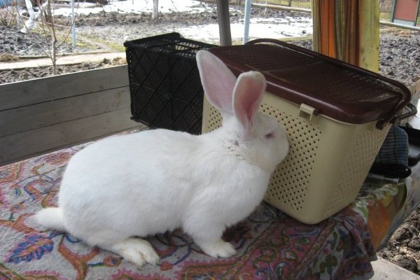 Кролики мясних порід: як вибрати, види, особливості і опис порід Кролики мясних порід: як вибрати, види, особливості і опис порід