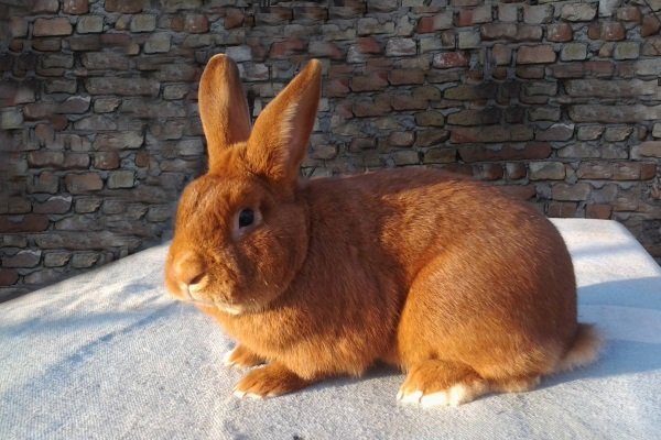 Кролики мясних порід: як вибрати, види, особливості і опис порід Кролики мясних порід: як вибрати, види, особливості і опис порід