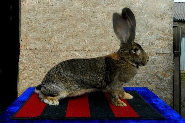 Кролики мясних порід: як вибрати, види, особливості і опис порід Кролики мясних порід: як вибрати, види, особливості і опис порід