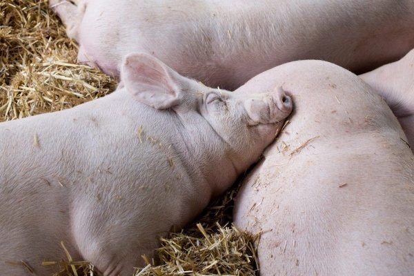 Велика біла порода свиней: опис і характеристики, зміст і розведення