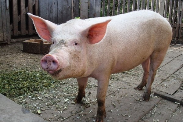Велика біла порода свиней: опис і характеристики, зміст і розведення