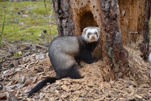 Лісовий тхір: опис, фото і спосіб життя тварини