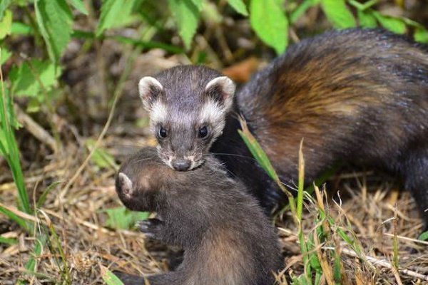 Лісовий тхір: опис, фото і спосіб життя тварини