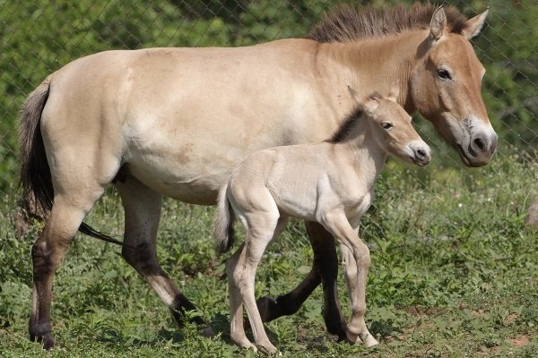 Кінь Пржевальського: фото, опис породи, історія, спосіб життя і цікаві факти