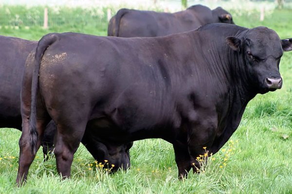 Кращі мясні породи биків для клімату Росії: опис змісту і розведення