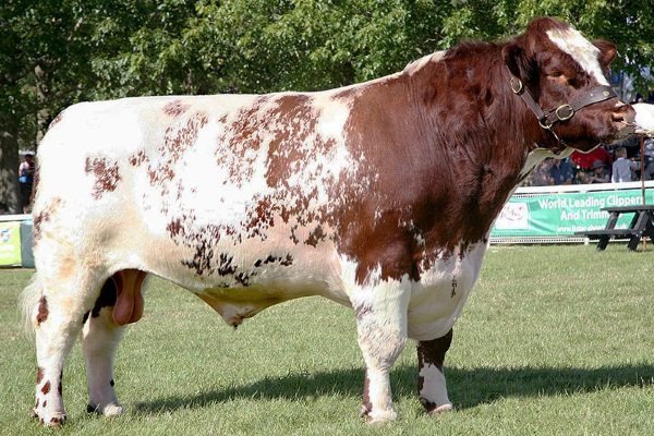 Кращі мясні породи биків для клімату Росії: опис змісту і розведення