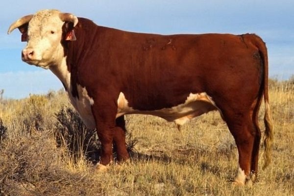 Кращі мясні породи биків для клімату Росії: опис змісту і розведення