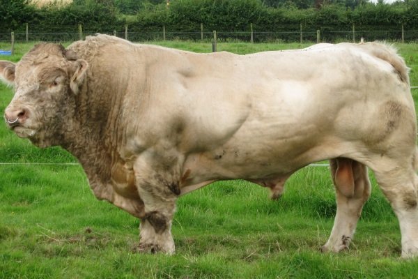 Кращі мясні породи биків для клімату Росії: опис змісту і розведення
