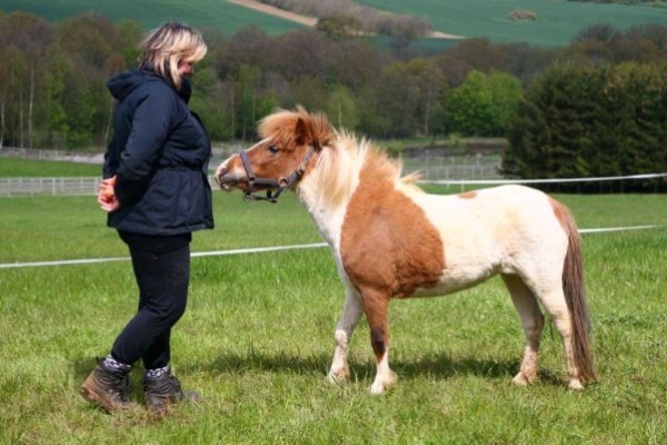 Мініатюрні коні Фалабелла: опис з фото, історія, догляд та розведення