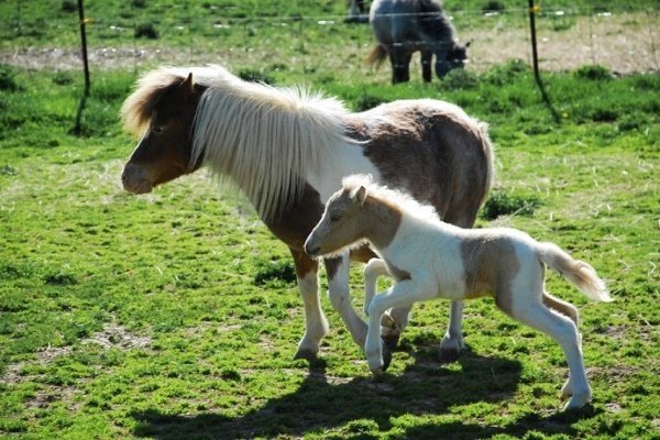 Мініатюрні коні Фалабелла: опис з фото, історія, догляд та розведення