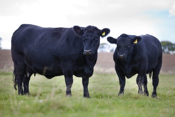 Мясні породи корів: назви, характеристики, критерії вибору Мясні породи корів: назви, характеристики, критерії вибору