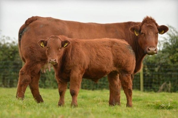 Мясні породи корів: назви, характеристики, критерії вибору Мясні породи корів: назви, характеристики, критерії вибору