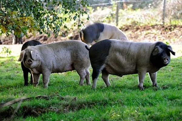 Мясні породи свиней: опис, продуктивність, догляд, розведення Мясні породи свиней: опис, продуктивність, догляд, розведення