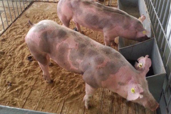 Мясні породи свиней: опис, продуктивність, догляд, розведення Мясні породи свиней: опис, продуктивність, догляд, розведення