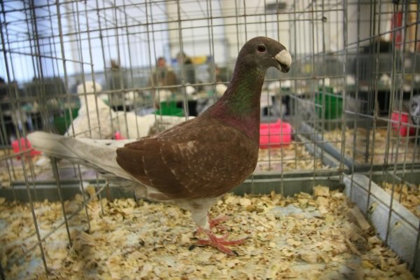 Німецькі виставкові голуби: фото і характеристики породи
