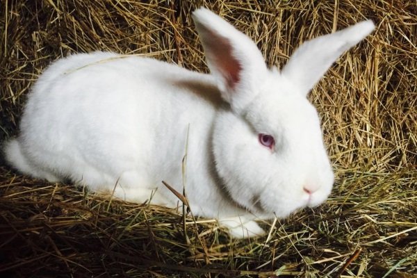 Новозеландський кролик: опис породи, фото, різновиди, зміст, відгуки