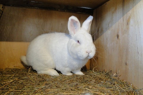 Новозеландський кролик: опис породи, фото, різновиди, зміст, відгуки