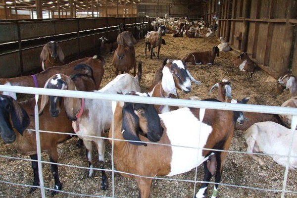 Нубийские кози: опис з фото, продуктивність, утримання та розведення