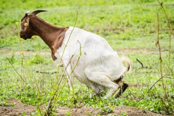 Окіт кози: підготовка, ознаки, процес пологів, ускладнення і подальший догляд Окіт кози: підготовка, ознаки, процес пологів, ускладнення і подальший догляд