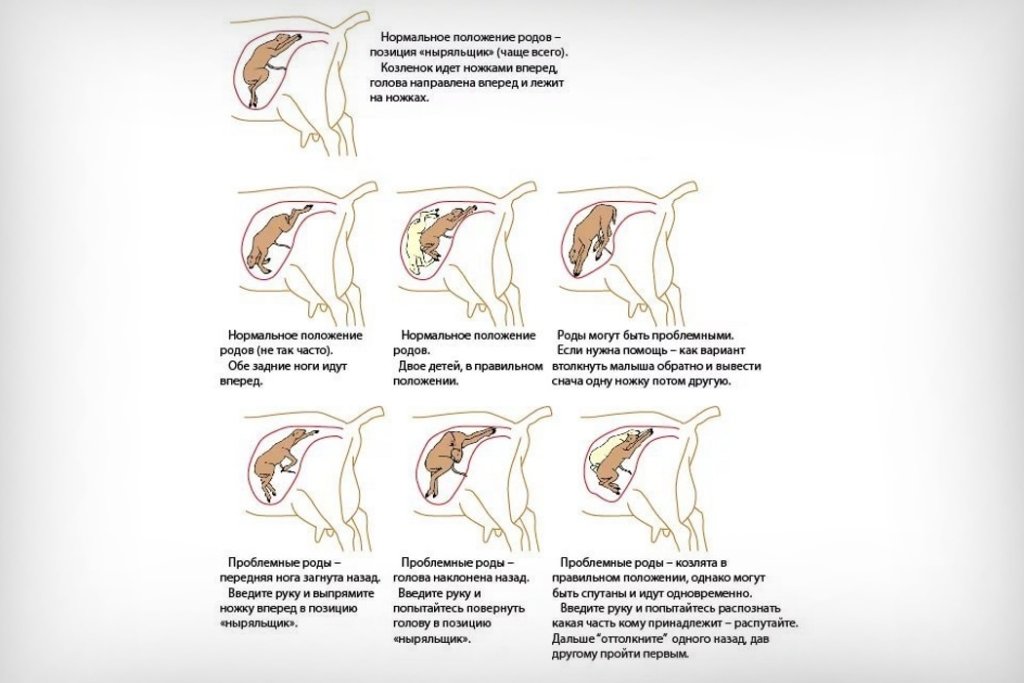 Окіт кози: підготовка, ознаки, процес пологів, ускладнення і подальший догляд Окіт кози: підготовка, ознаки, процес пологів, ускладнення і подальший догляд
