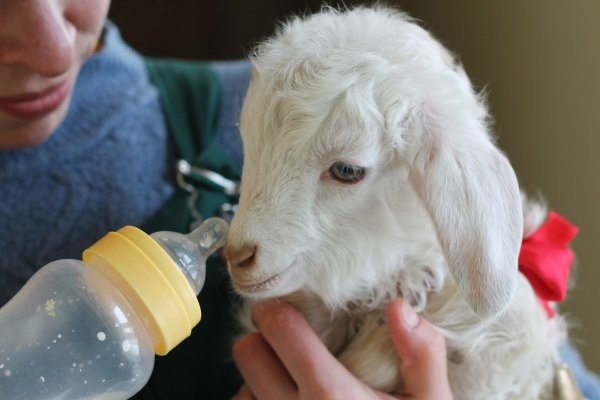 Окіт кози: підготовка, ознаки, процес пологів, ускладнення і подальший догляд Окіт кози: підготовка, ознаки, процес пологів, ускладнення і подальший догляд