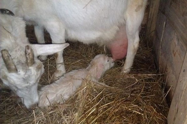 Окіт кози: підготовка, ознаки, процес пологів, ускладнення і подальший догляд Окіт кози: підготовка, ознаки, процес пологів, ускладнення і подальший догляд