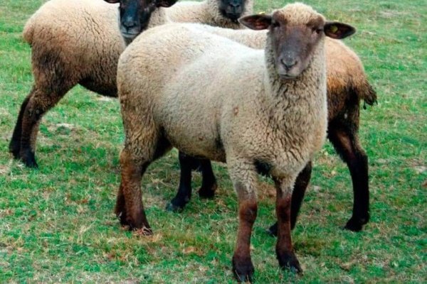 Вівці мясних порід: вітчизняні, іноземні, ближнього світла Вівці мясних порід: вітчизняні, іноземні, ближнього світла