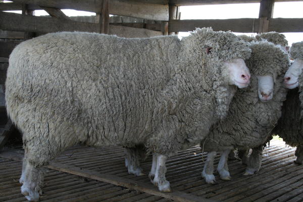 Вівці мясних порід: вітчизняні, іноземні, ближнього світла Вівці мясних порід: вітчизняні, іноземні, ближнього світла