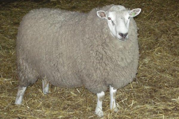 Вівці мясних порід: вітчизняні, іноземні, ближнього світла Вівці мясних порід: вітчизняні, іноземні, ближнього світла