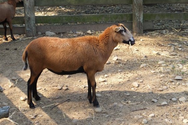 Вівці мясних порід: вітчизняні, іноземні, ближнього світла Вівці мясних порід: вітчизняні, іноземні, ближнього світла