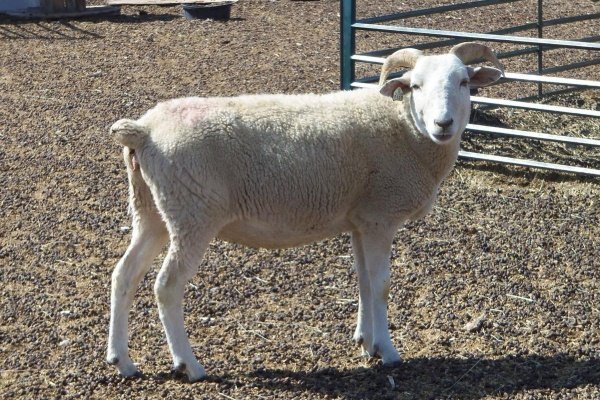 Вівці мясних порід: вітчизняні, іноземні, ближнього світла Вівці мясних порід: вітчизняні, іноземні, ближнього світла