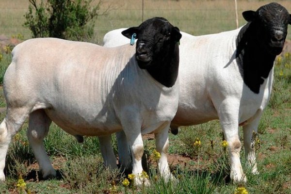 Вівці мясних порід: вітчизняні, іноземні, ближнього світла Вівці мясних порід: вітчизняні, іноземні, ближнього світла