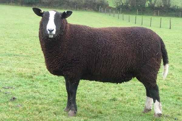 Вівці мясних порід: вітчизняні, іноземні, ближнього світла Вівці мясних порід: вітчизняні, іноземні, ближнього світла