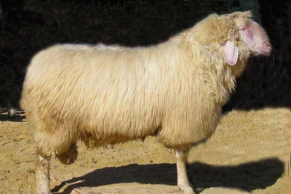 Вівці мясних порід: вітчизняні, іноземні, ближнього світла Вівці мясних порід: вітчизняні, іноземні, ближнього світла